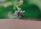 Podcast - Les moustiques vont-ils nous envahir ?