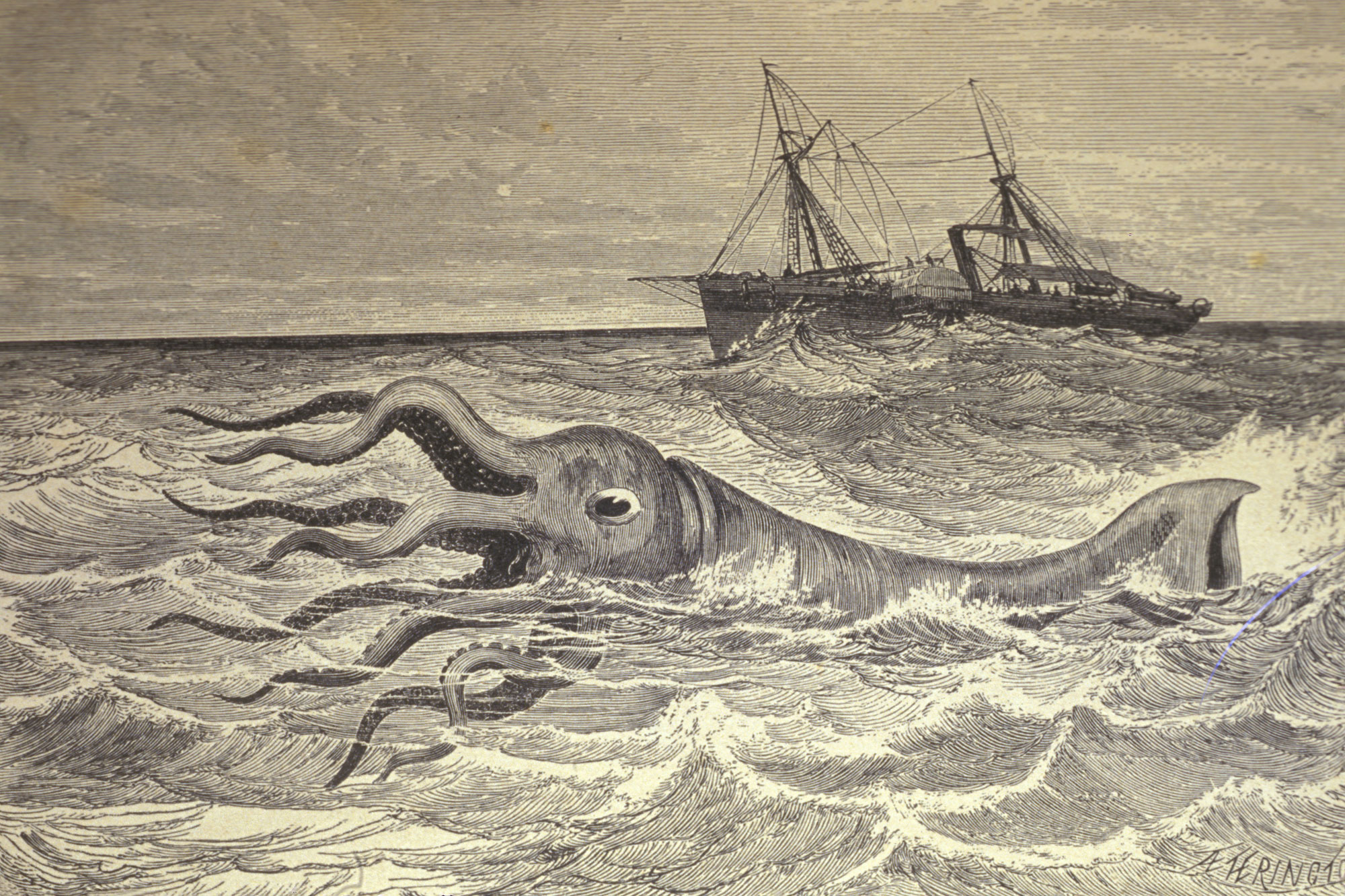 Depuis l'Antiquité, le calmar géant fascine les marins.