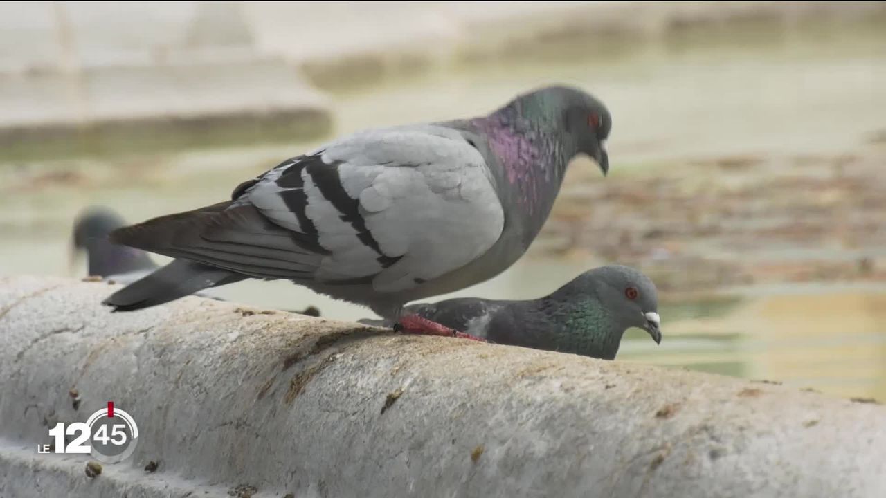 Delémont répertorie ses pigeons à l'aide d'un drone. Objectif: détecter les endroits où ils se nichent et informer la population [RTS]