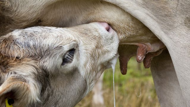 Le lait de vache, bon ou mauvais pour la santé ? [Keystone]