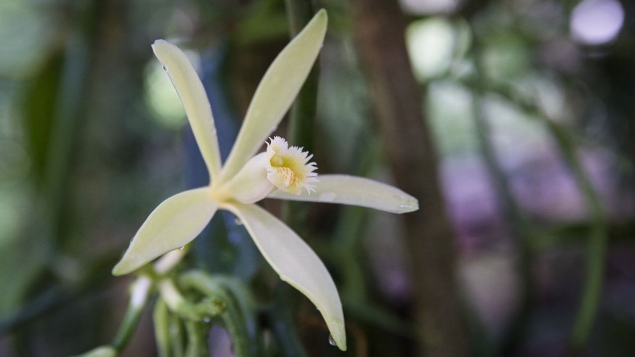 La vanille est le fruit d'une orchidée (ici à Tahaa, en Polynésie). [Antoine Boureau - Photononstop/AFP]