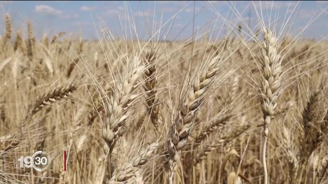 L'Ukraine et la Russie concluent un accord pour débloquer les exportations de blé ukrainien [RTS]