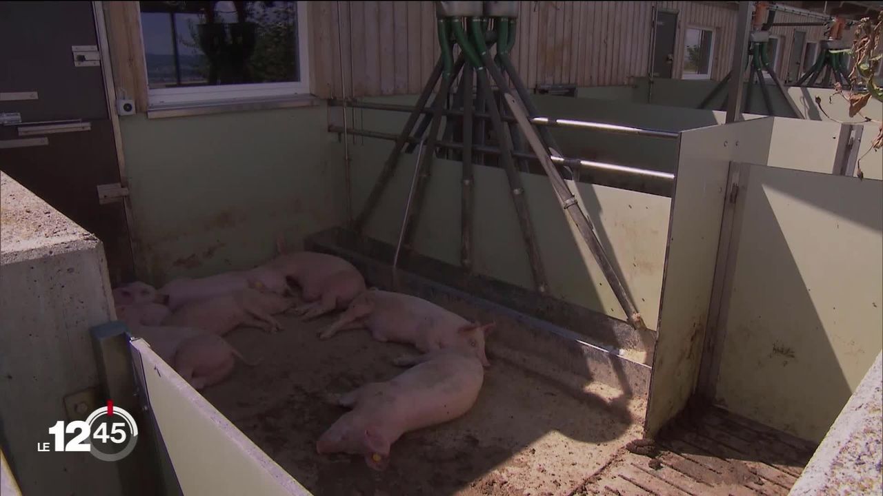 La production de porc dépasse fortement la demande cet été en Suisse, tirant le prix à des niveaux historiquement bas. [RTS]