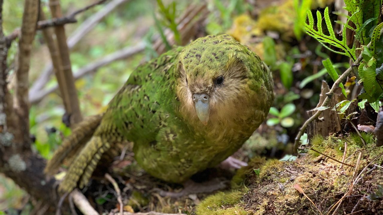 Le kakapo est le seul perroquet au monde à être nocturne et qui ne vole pas. Il est endémique à la Nouvelle-Zélande. [Andrew Digby - Department of Conservation, New Zealand]