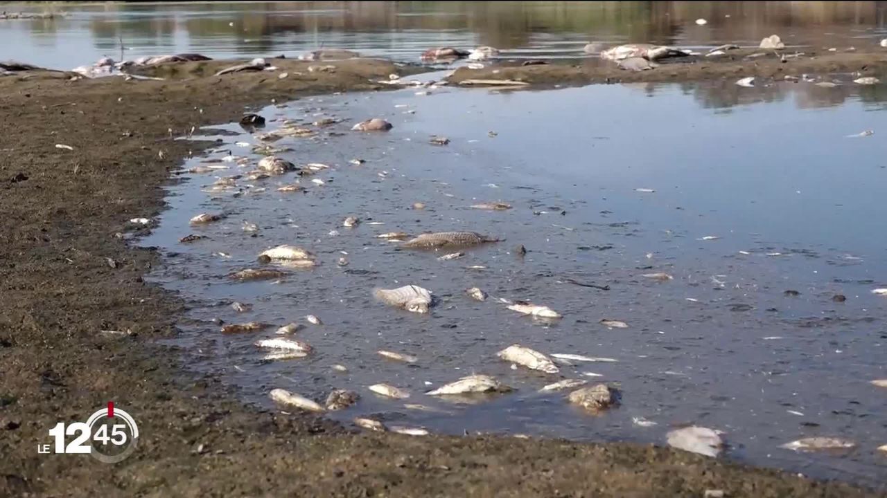 En Pologne et en Allemagne, une mystérieuse pollution chimique provoque la mort de milliers de poissons dans le fleuve Oder [RTS]
