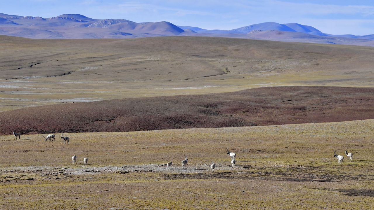 Des antilopes photographiées sur le plateau tibétain. [Zhang Rufen - AFP]