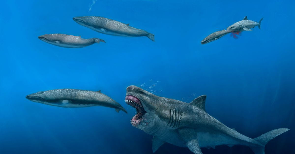 Photo of Un tiburón gigante «megalodón» reconstruido en 3D por investigadores – rts.ch