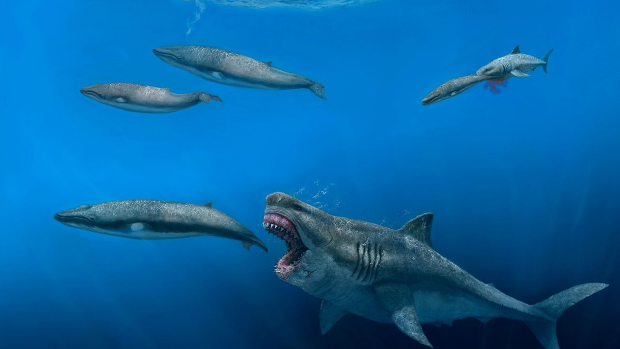 Un requin géant "mégalodon" reconstitué en 3D par des chercheurs. [J.J.Giraldo - Université de Zurich]