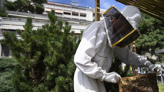 Un apiculteur en ville de Lausanne en juillet 2017. [Laurent Gillieron - Keystone]