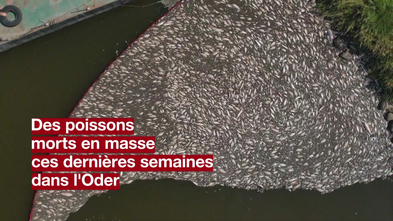 Environ 300 tonnes de poissons morts ont été extraits de l'Oder [RTS]