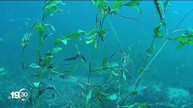 La chaleur profite aux algues. A Genève, un projet-pilote permet de les composter directement dans le lac Léman. [RTS]