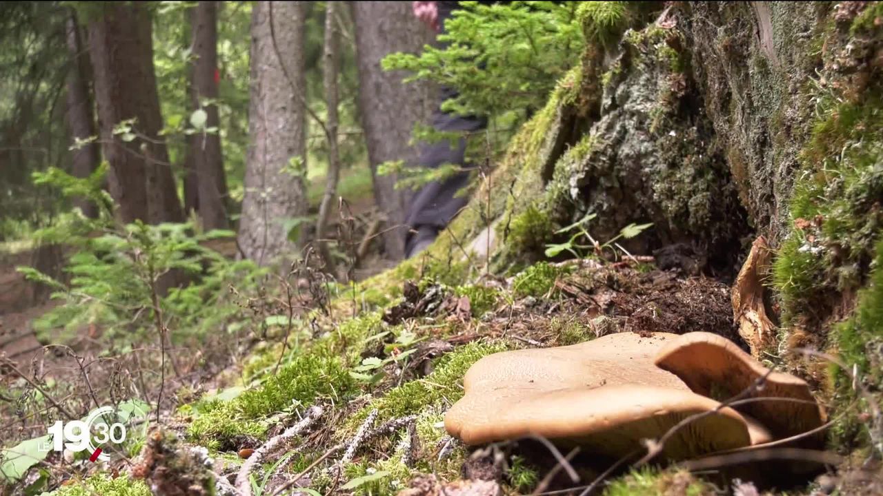 Très peu de champignons dans les forêts de Suisse à cause de la sécheresse [RTS]