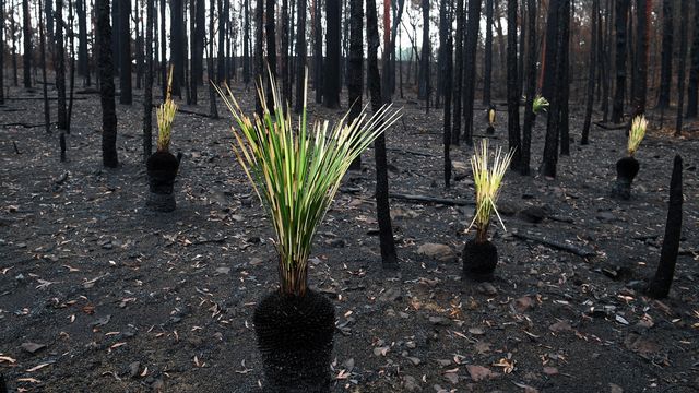 Les plantes repoussent des cendres d'une forêt touchée par les feux de brousse à Bilpin, en Australie, en janvier 2020. 
EPA/DAN HIMBRECHTS 
Keystone [EPA/DAN HIMBRECHTS  - Keystone]