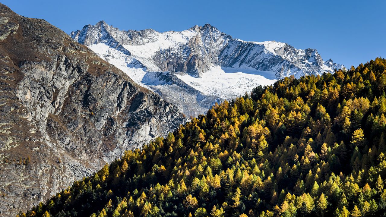 Des arbres vont être plantés en Valais pour limiter les risques d'avalanches (illustration). [Jean-Christophe Bott - Keystone]