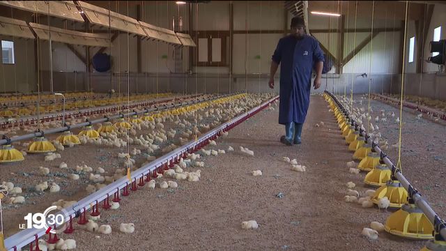 Votation sur l’élevage intensif: Les producteurs de viande redoutent une augmentation fatale des coûts de production [RTS]