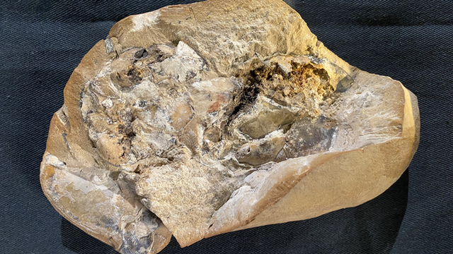 Le fossile de poisson de 380 millions d'années dans lequel a été retrouvé un cœur en 3D parfaitement préservé. [Yasmine Phillips - Curtin University]