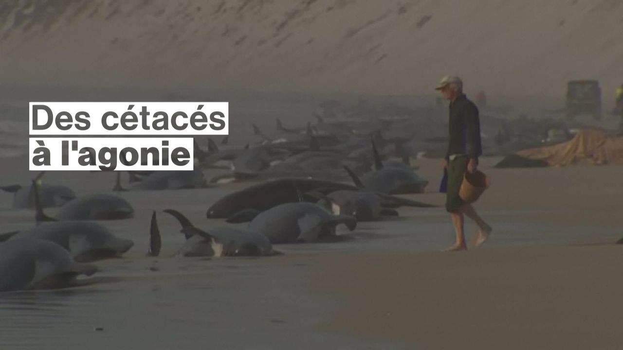 Quelque 230 cétacés sont échoués sur une plage en Australie [RTS]