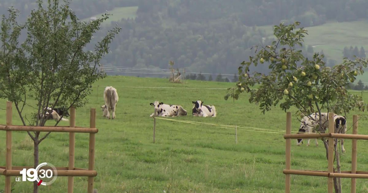 Des éleveurs diminuent et transforment les gaz de leurs vaches en certificats carbone