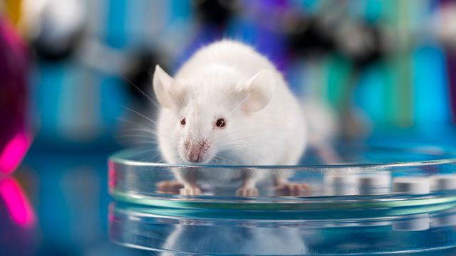 Les souris de laboratoire pourraient être remplacées par des cultures cellulaires.
JacobSt
depositphotos [JacobSt - Depositphotos]