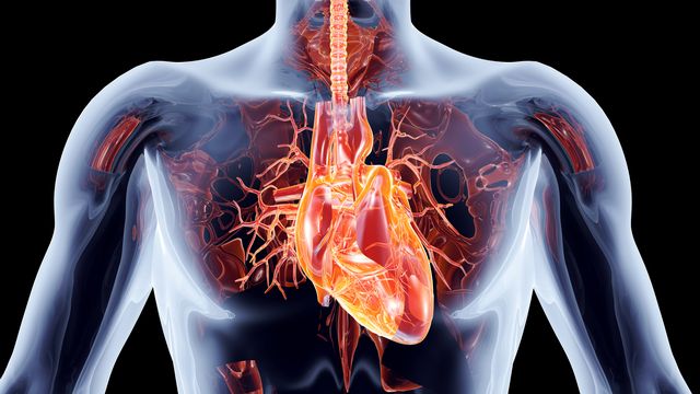 Le cœur humain est un organe complexe.
Spectral
depositphotos [Spectral - Depositphotos]