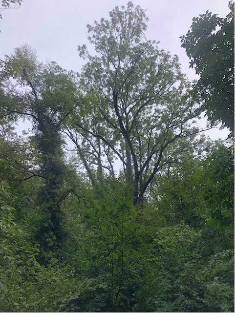 Un frêne à cinq troncs à l'Arboretum du Vallon de l'Aubonne.