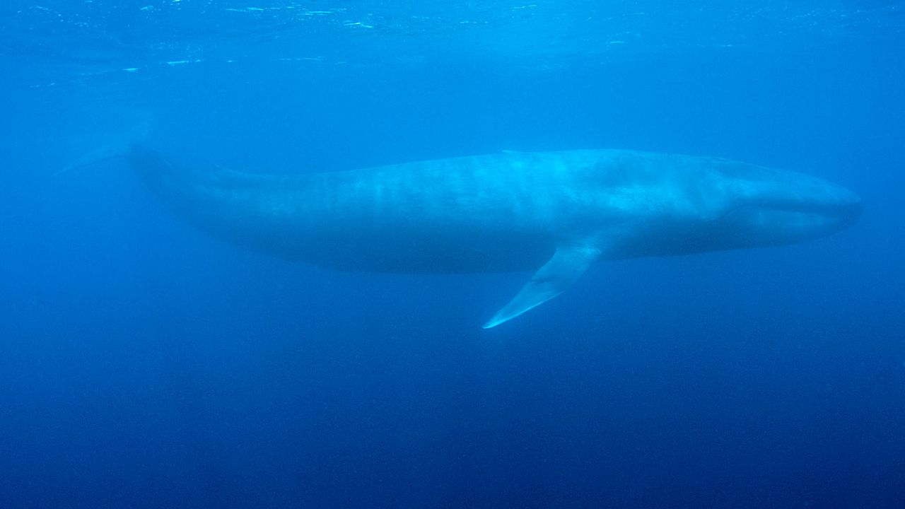 Les baleines bleues ingéraient jusqu'à 43,6 kilos de microplastiques chaque jour. [Joshua Barton - Reuters]