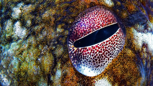Le détail de l'œil d'un poulpe commun (Octopus vulgaris). [Sergio Hanquet - Biosphoto via AFP]