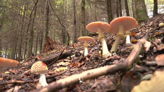 Des cours en forêt avec des experts pour percer le secret des champignons [RTS - RTS]