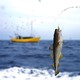La pêche pèse moins que le changement climatique sur les stocks de morue. [witoldkr1 - Depositphotos]