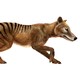 Le tigre de Tasmanie pourrait revivre 100 ans après sa disparition. [PhotosVac - Depositphotos]