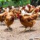 70 milliards de poulet ont été abattus en 2021. [teptong - Depositphotos]