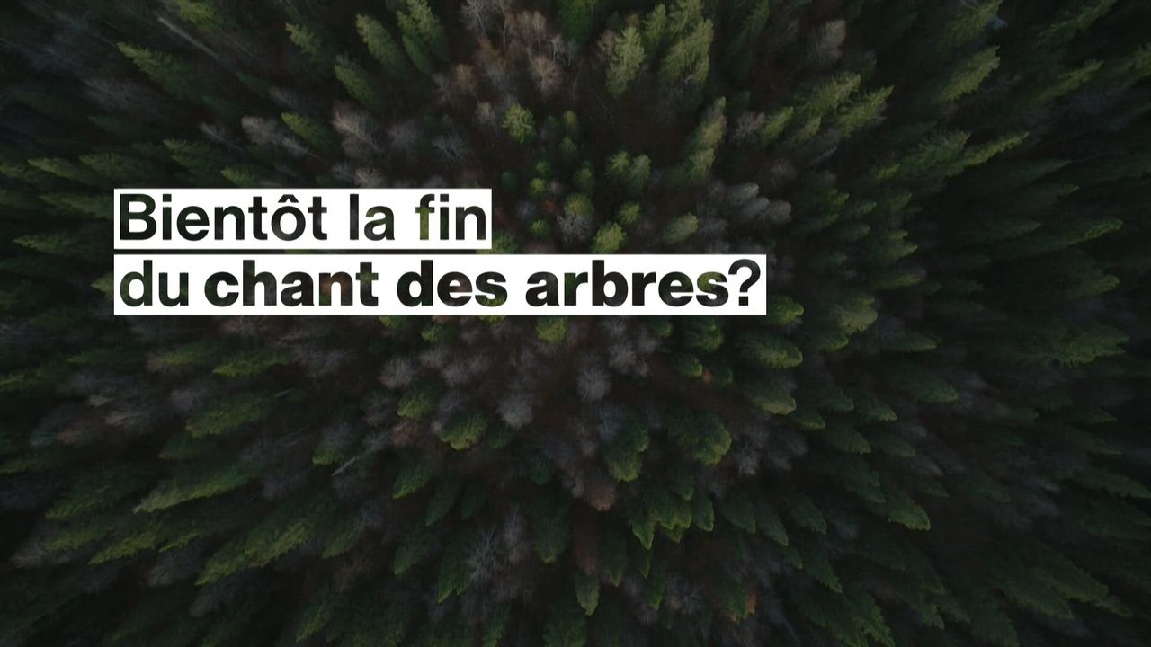 Dans la forêt du Risoux, le réchauffement climatique menace le chant des arbres. [RTS]