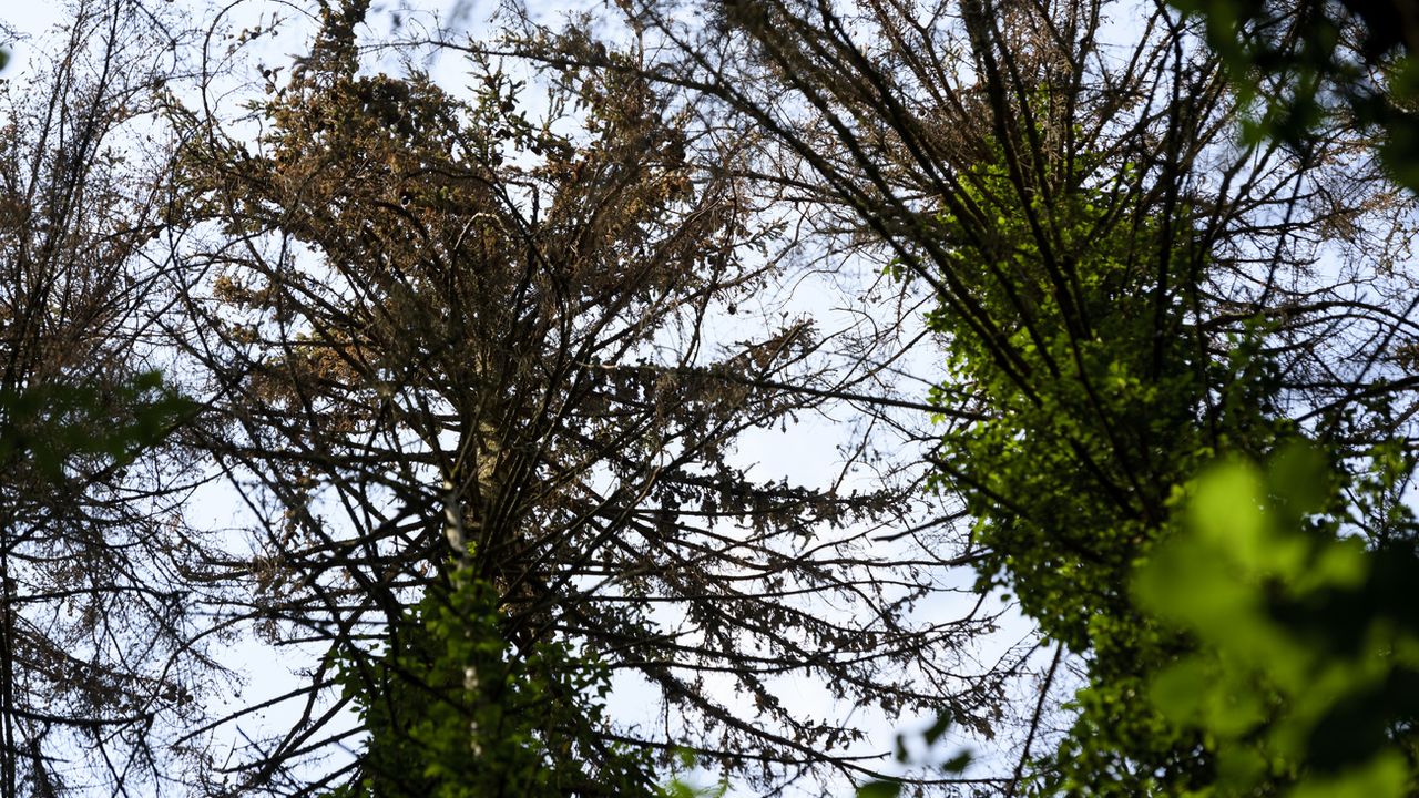 Des arbres epicea attaque par le bostryche dans une forêt à Courrendlin. [Laurent Gillieron - Keystone]