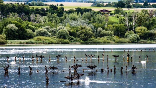 Une vue sur des cormorans dans la zone naturelle protégée dite du "Bois des Vernes" du lac de Neuchâtel. [Jean-Christophe Bott - Keystone]