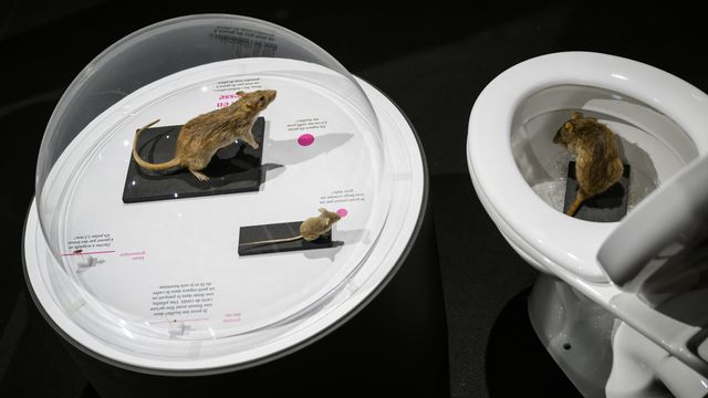 "Indésirables!?", une exposition sur les rats, les cafards et plus encore [Jean-Christophe Bott - Keystone]