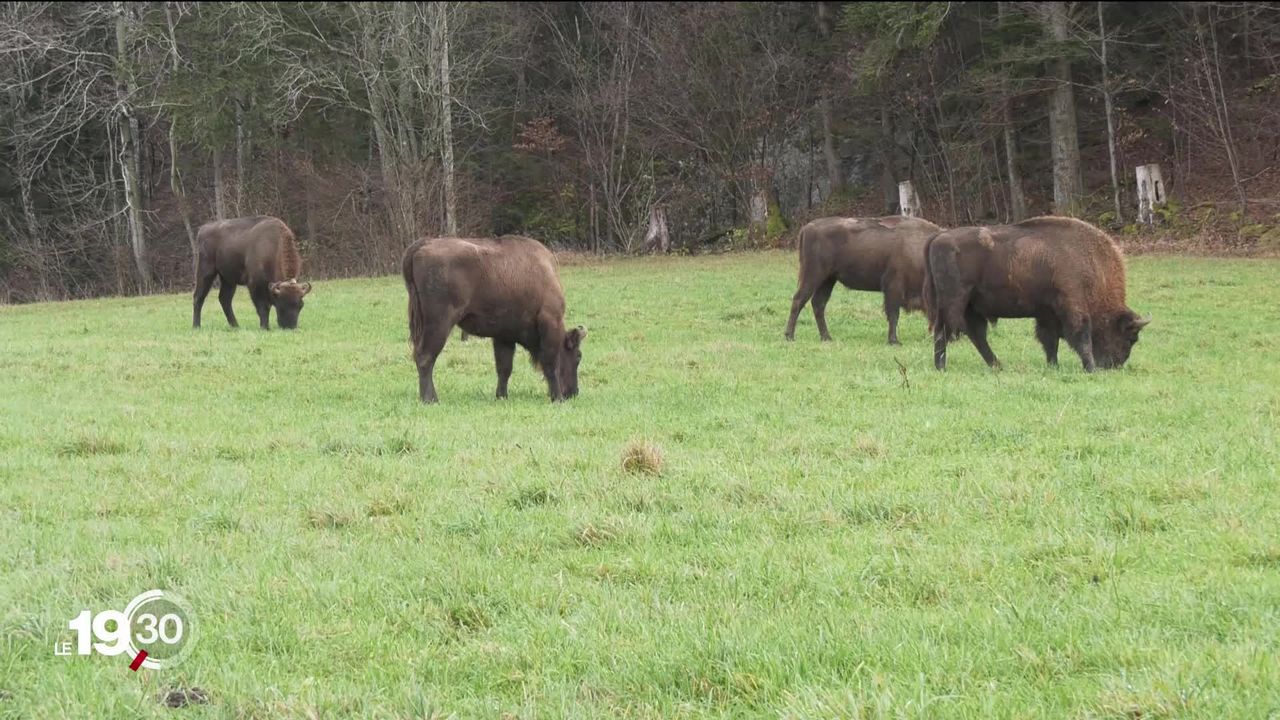 Dans le Jura, un projet veut réintroduire les bisons en pleine nature [RTS]