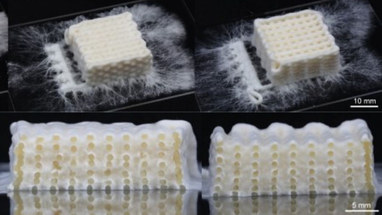 Une peau auto-régénératrice pour les robots réalisée à l'aide de champignons [Complex Materials, Department of Materials, - ETH Zürich]