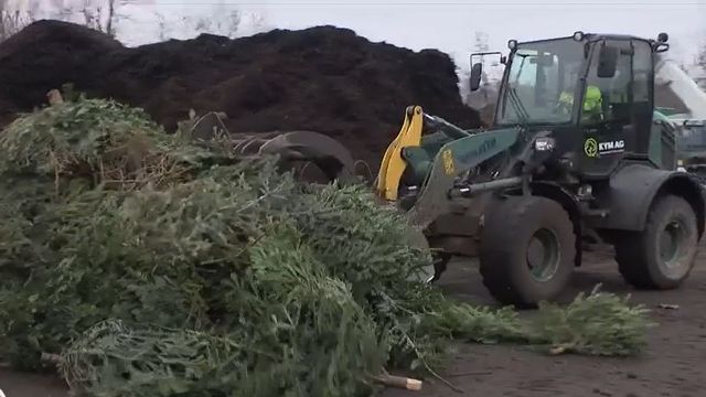 A Bâle, un projet pilote transforme les sapins de Noël en charbon végétal. [RTS]