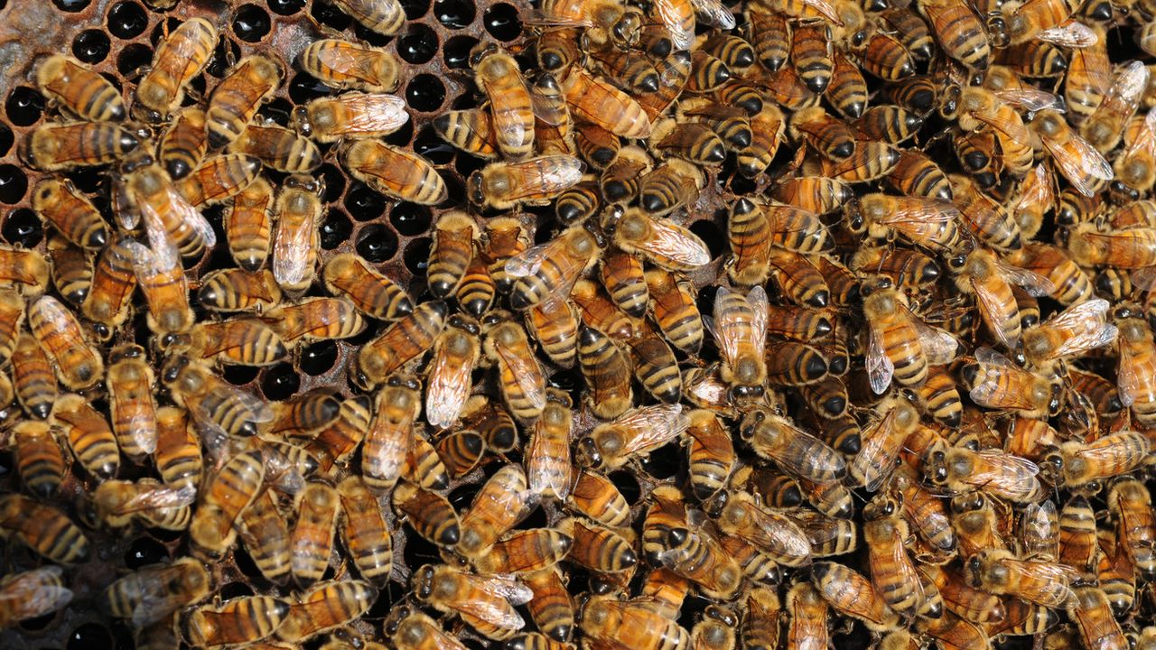 Un vaccin pour les abeilles autorisé aux Etats-Unis pour lutter contre la loque. Ici: des abeilles américaines. [AP Photo/The Herald-Palladium/Don Campbell - Keystone]