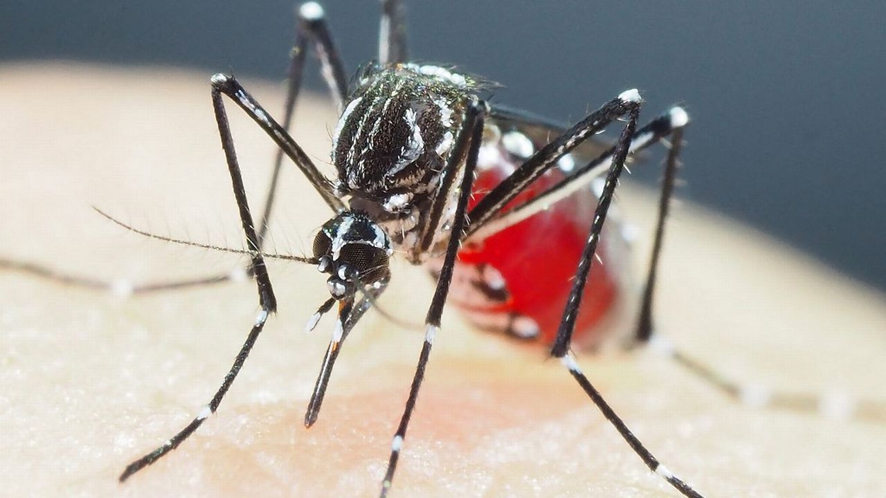 Des moustiques hautement résistants aux insecticides identifiés en