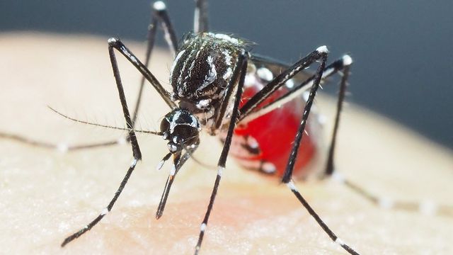Un moustique Aedes aegypti dans le laboratoire du Département d'Entomologie médicale de l'Institut National des Maladies Infectieuses de Tokyo. [Shinji Kasai - AFP]