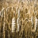 Les cours du blé ont fortement chuté après une année record, en raison d'excellentes récoltes. [Jean-Christophe Bott - Keystone]