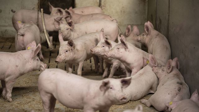 Il y a 50'000 cochons en trop sur le marché suisse. [Christian Beutler - Keystone]