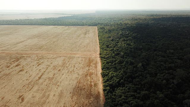 Une vue prise au drone montre la déforestation à la frontière entre l'Amazonie et Cerrado in Nova Xavantina, dans l'Etat du Mato Grosso, au Brésil, le 28 juillet 2021. [Amanda Perobelli - Reuters]