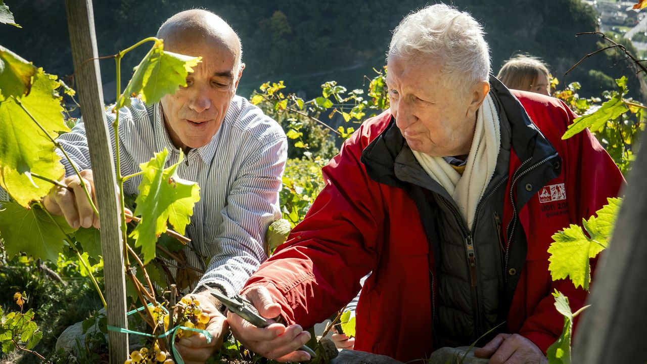 Pascal Thurre (à droite), vendangeur de "sa" vigne à Farinet, le 14 octobre 2021 à Saillon. [Laurent Darbellay - Keystone]
