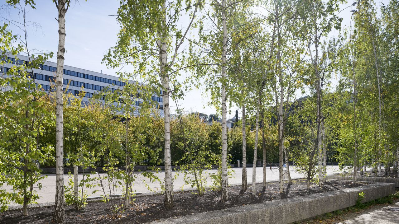 Le fait de planter des arbres en ville permet d'atténuer les températures estivales et d'éviter des décès prématurés. [Christian Beutler - Keystone]