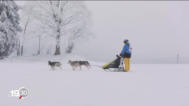 Les courses de chiens de traineaux de Saignelégier sont de retour. Mushers et public ont bravé un froid glacial. [RTS]