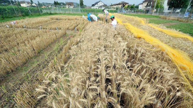 Des chercheurs et chercheuses de l'Agroscope récoltant du blé OGM cultivé à titre expérimental à Pully en 2009. [Dominic Favre - Keystone]