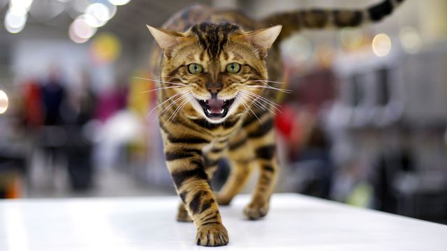 En Suisse, la race hybride la plus répandue est le chat du Bengale.  [Max Rossi - Reuters]