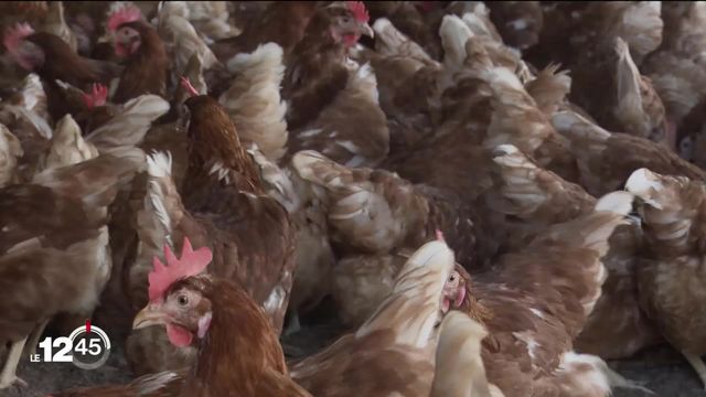 La grippe aviaire arrive en Suisse romande, un premier cas a été détecté dans le canton de Vaud [RTS]